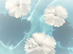 ��ת�ĸ�Ц�İ� ���벻�����񼶷�ת�İ�