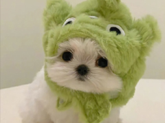 �ر�����ı���ǩ�������� ���������õ�����ǩ��