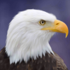 ӥģFlying Bird Eagle Simulator 3Dv1.0.2 ׿
