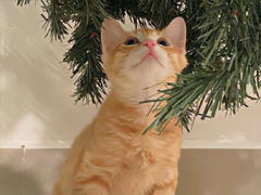 ����˳��˳ˮ��˵˵ �ڴ�����������õľ���