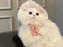 ���������ľ�����Ӳ������� ŭ������������¼