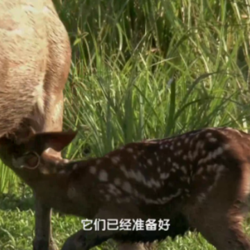 鲨鱼电视TV版 鲨鱼电视TV版