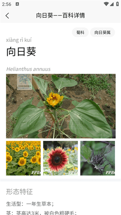 植物智 植物智