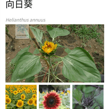 植物智 植物智