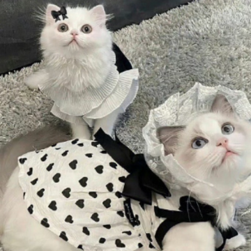 �������޷�Χ�м�ǿ��С������ ��һ�޶�С���⾳����