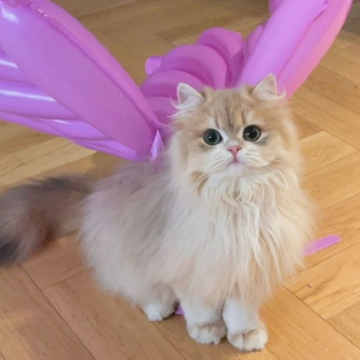 ���˸о��й��µ�ǩ�� ϸƷ�����ں���ǩ��