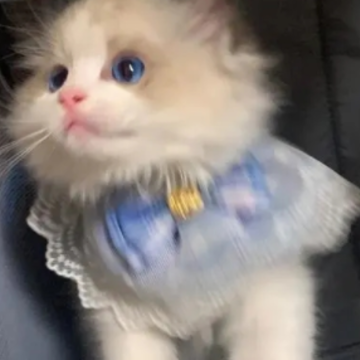 ����۲Ƶ�èè�����ǳƴ�ȫ è�����ֿɰ������в�