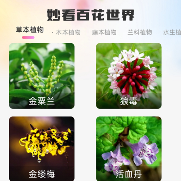 妙看百花 妙看百花