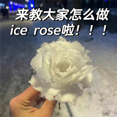 �����ѩõ��̳��ز� �찬����ĺ�������������ĵ�һ��ѩõ��