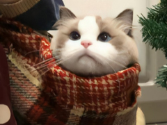 ����ǩ��������Խ��Խ�� ��̳���ϵ�е�ǩ��