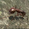 3d����ģ����(Ant Simulation 3D)v3.3.4 ��׿��