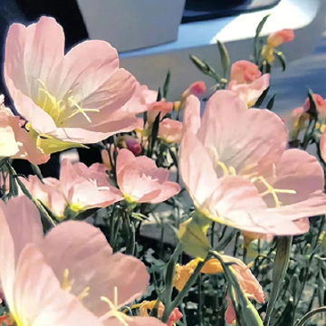原耽中少年意气风发句子 惊艳了世人的原耽文案 原耽中少年意气风发句子 惊艳了世人的原耽文案