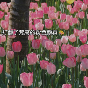 ��䲻�ᰮ��䶼�ǰ����İ� ��������ȴ����������˵˵
