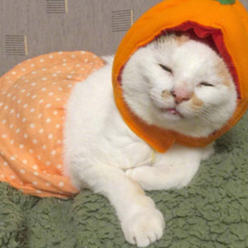 ���ƺ�ϲ���������ֻ����ɢ�ĸо����İ� ����ܻ�ĸ�Ц��¼