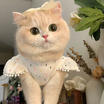 �������మ�����ط��˵˵ �����మ�����������ľ���