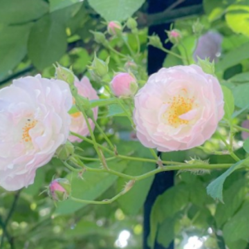 �仨���г�������Ȧ˵˵ �仨������Ȧ�İ�