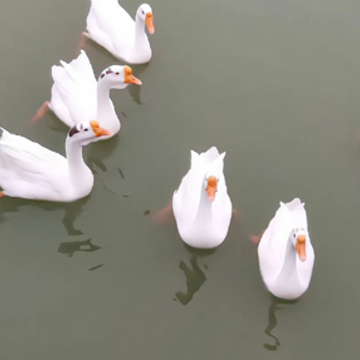 拒绝表白又不伤人的句子 高情商的拒绝语录 拒绝表白又不伤人的句子 高情商的拒绝语录