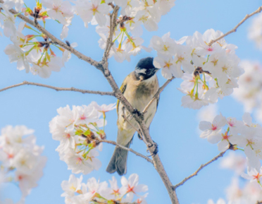 ��Ҫ������ʳ�ʺϳԻ�������Ȧ�İ� �Ի��ر��Ŀ��ľ���