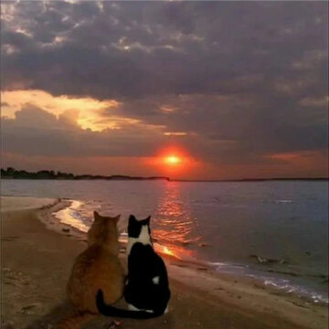 ˲���Ķ�������Ȧ����ͼ ��ĺɫ��Ĵ���һ����Ķ�
