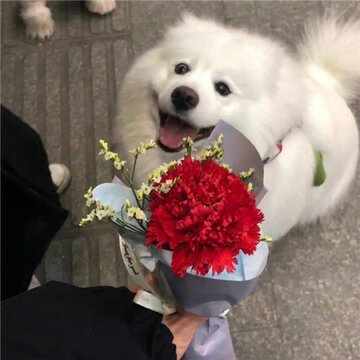 ˲���Ķ�������Ȧ����ͼ ��ĺɫ��Ĵ���һ����Ķ�