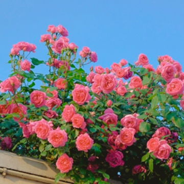 �����Ӽ���ϣ���Ļ���ôд �Ժ��ӵ�ϣ���ͼ������