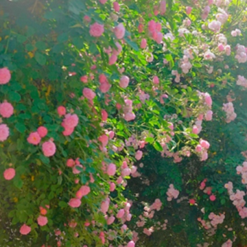 �����Ӽ���ϣ���Ļ���ôд �Ժ��ӵ�ϣ���ͼ������