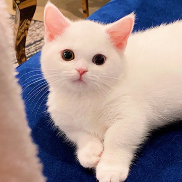 ����С¹��ײ���������� ����������ǳ�