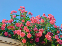 �����Ӽ���ϣ���Ļ���ôд �Ժ��ӵ�ϣ���ͼ������