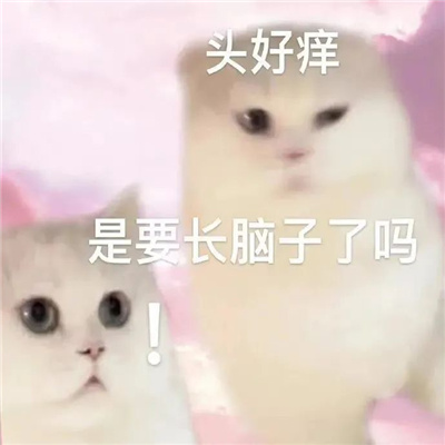������Ц�����ױ������� ͷ������Ҫ����������