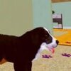 ������ͥ���v0.3 ��׿��