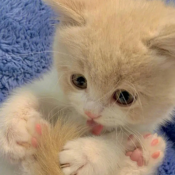��ʺ���õ�������ȫ ��è�ֵĿɰ�����