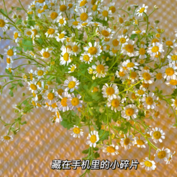 ������ҫ�������� ����Ů��id��ȫ����