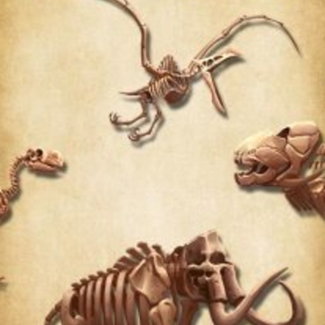 化石博物馆中文版 化石博物馆中文版