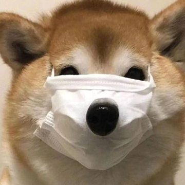 ���°���˱ر���ɳ���ǳ� �ʺϴ��е�����