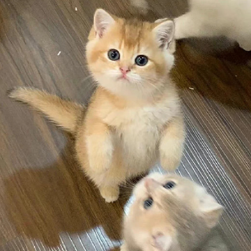 ����ĸ���ǩ���̾� ��侫�ٵ�ǩ�����