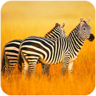 ������ģ����v1.0.1 ��׿��