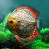 �ȴ���ˮ���(discus)v1.0 ��׿��