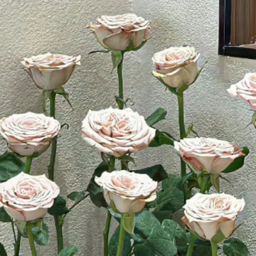 70后妈妈微信昵称 适合70后女人阳光的网名 70后妈妈微信昵称 适合70后女人阳光的网名