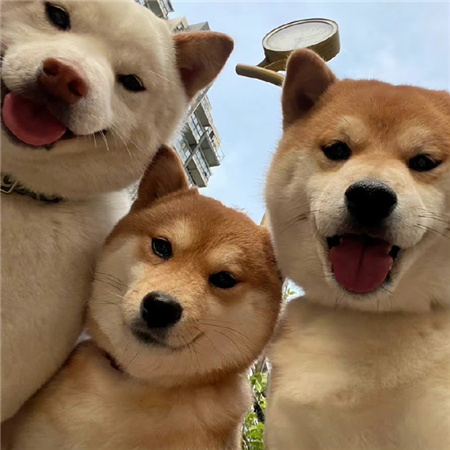 ���ر���ֺ����ʵ�ͼƬ������ ����Ʒλ�ĸ������زĺϼ�