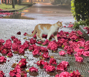 è�����ֿɰ��������� �ϵ��εĳ���èè�ǳ�