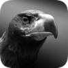 ��ӥ֮��(Eagle Hunting Journey)v0.1193 ��׿��