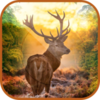 �ռ���¹3DDeer Sniper Hunting 3Dv1.2.9 ��׿��