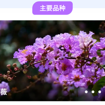 ��ޱ��԰