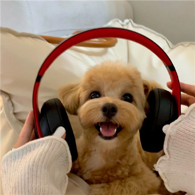 ���϶�������������è��ͷ�� ��ϲ���ܶ�˵��һ�仰������