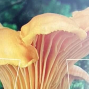 Mushrooms app Mushrooms app