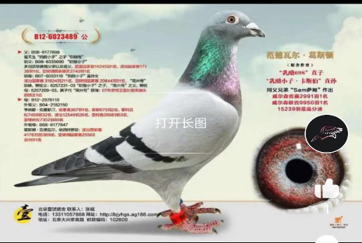 鸽报 鸽报