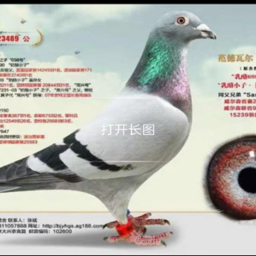 �뱨