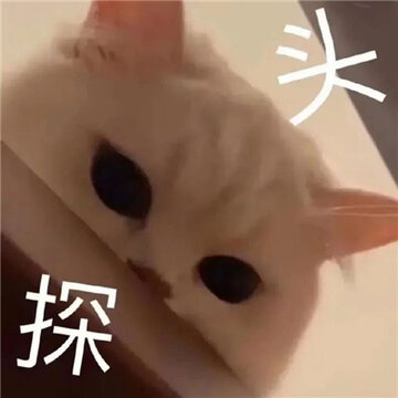 ����è��΢�ű���ܻ��� һ��Ҫ���ϵ�����è�����