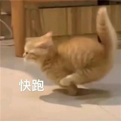 ����è��΢�ű���ܻ��� һ��Ҫ���ϵ�����è�����