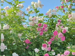 �ʺ���΢��ǩ���Ķ̾� �����ķ���ǩ��
